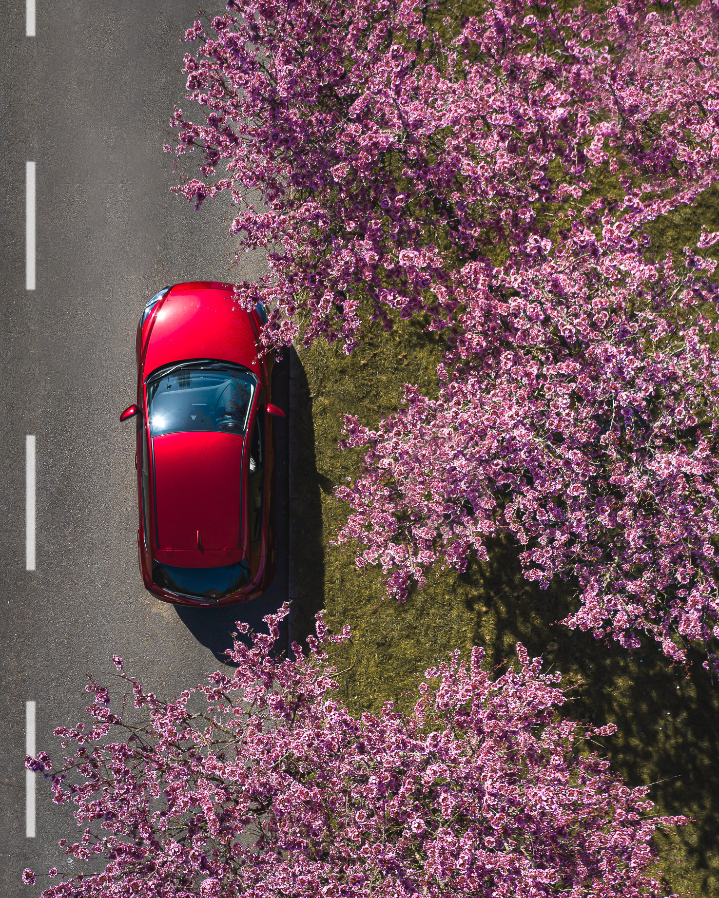 Discover 'Sakura' season with the Mazda2